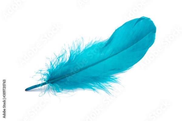 Obraz Blue fluffy feather isolated on the white