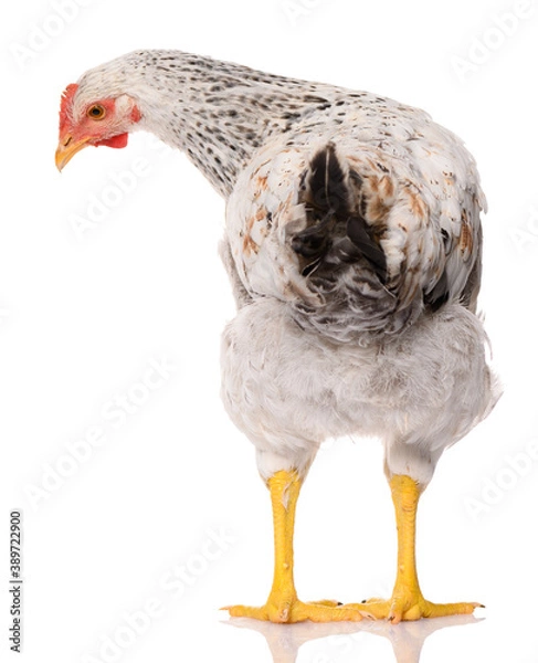 Obraz back side of one white chicken isolated on white background, studio shoot
