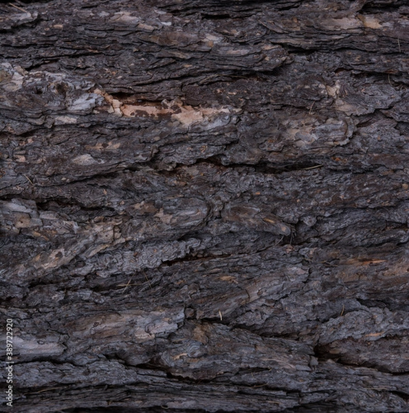 Fototapeta Pine tree bark texture at close range.