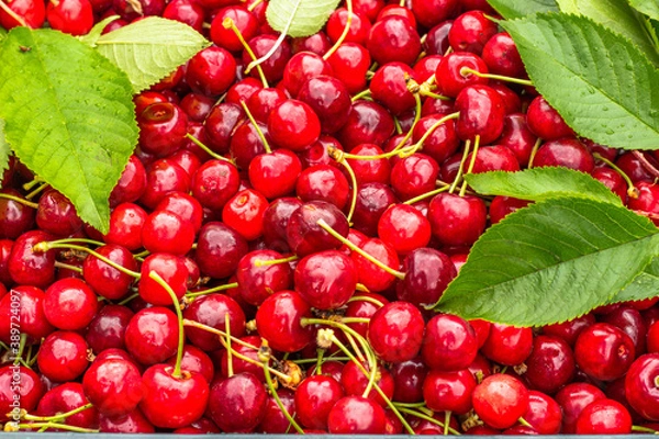 Fototapeta Close up of pile of ripe cherries with stalks and leaves. Large collection of fresh red cherries. Ripe cherries background.Healthy juicy food.Harvest of red cherries on a market stall.Fruit background