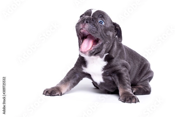 Fototapeta Bulldog puppy with open jaws on a white background