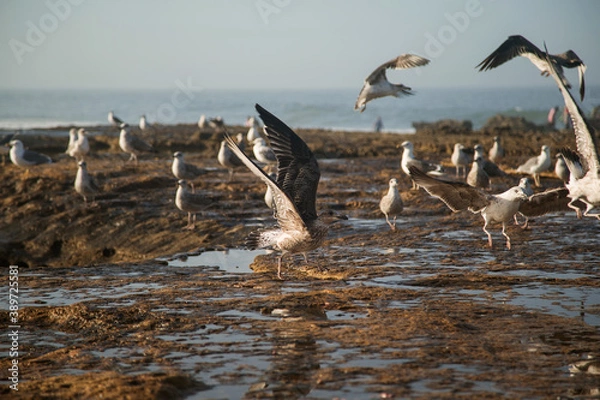 Fototapeta flying gulls on rocks, coast of Morocco
