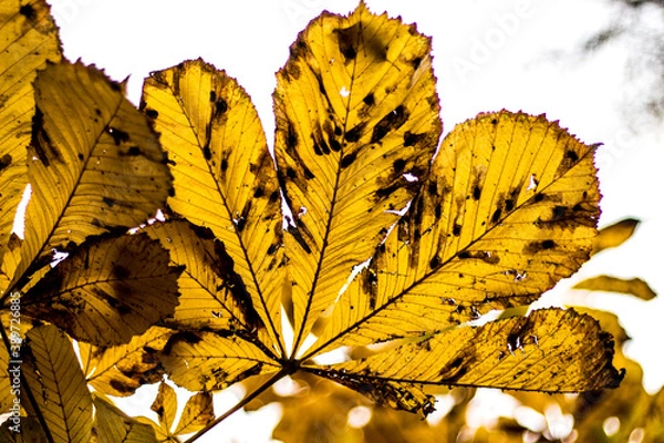 Obraz autumn leaves on a tree