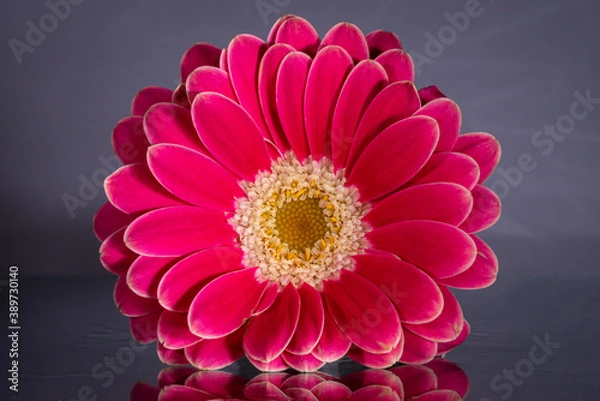 Fototapeta Relective flower