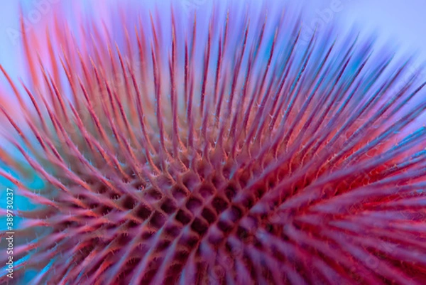 Fototapeta Split toning