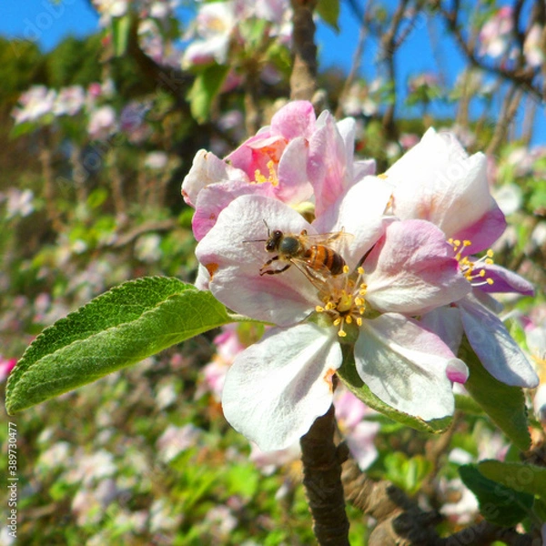 Obraz Flores en primavera