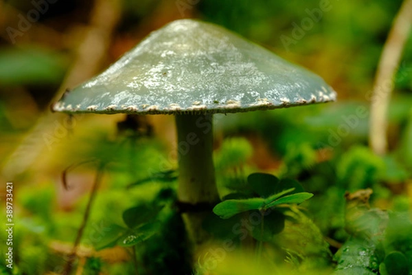 Fototapeta Grünspan Träuschling