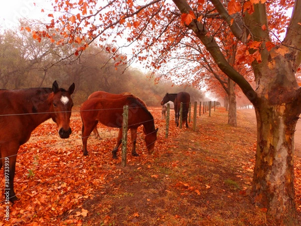 Obraz Caballos en otoño 
