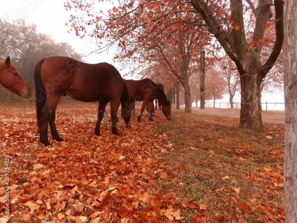 Obraz Caballos en otoño 