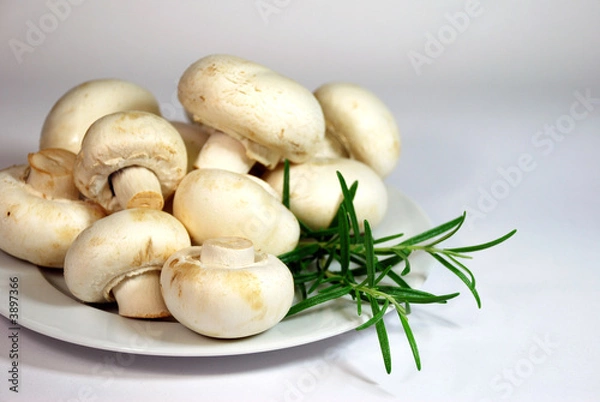 Obraz Champignons