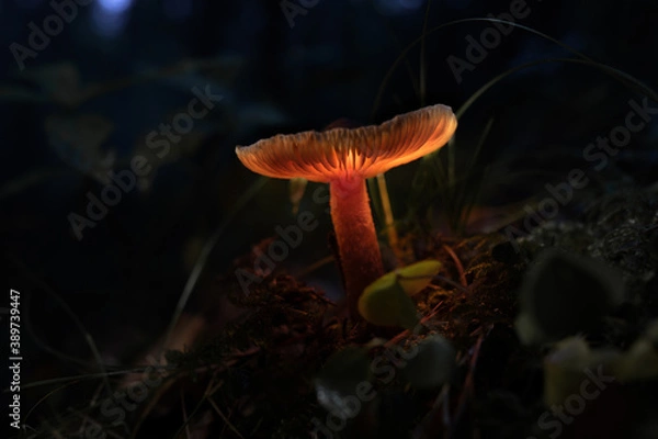 Obraz Leuchtender Pilz im Wald