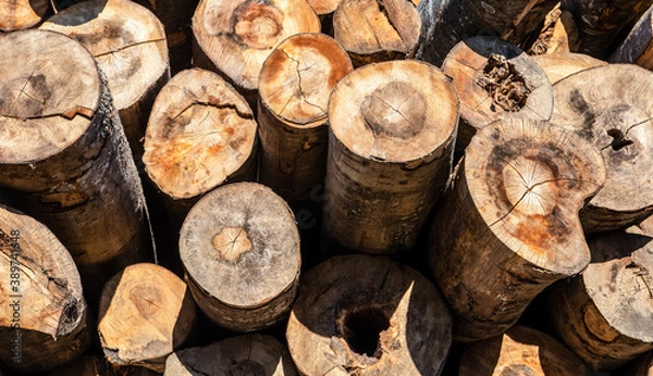 Fototapeta Beech trunks on the pile.