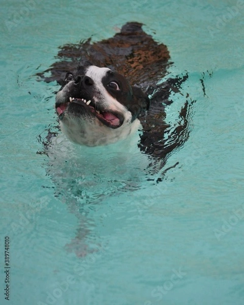 Fototapeta A Diving Dog