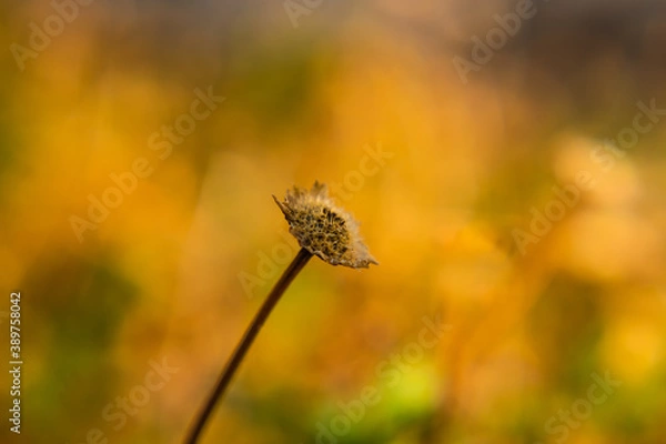 Fototapeta Bloomed out withered daisy flower with yellow blurred background during autumn