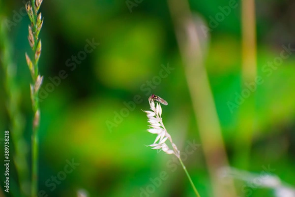 Fototapeta Close-up of little fly with colorful wings on a plume of wheat with a blurred green grass background 