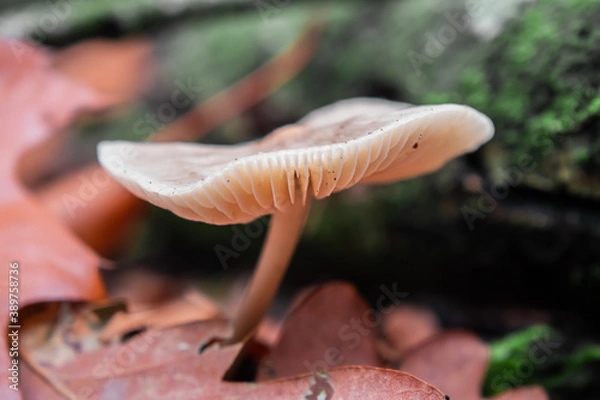 Fototapeta Mushroom in the forest during fall with tree in background