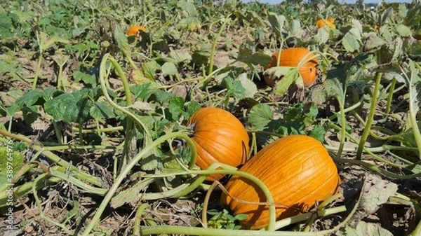 Obraz Patch of Pumpkins