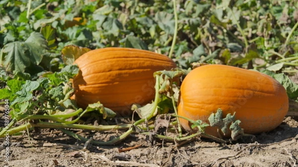 Obraz Pumpkin Patch