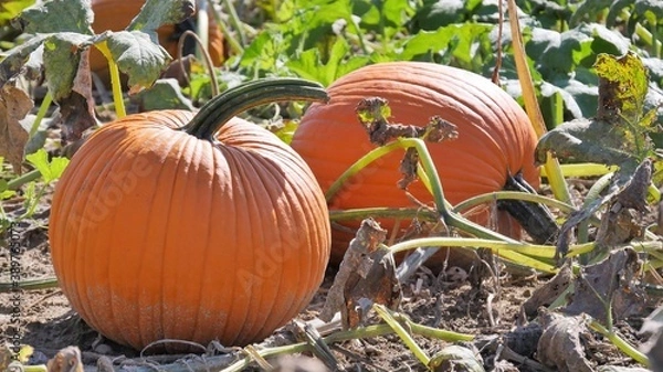 Obraz Pumpkin Picking