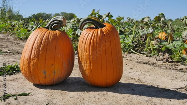 Obraz Pair of Pumpkins