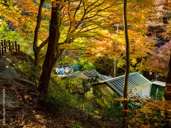 Fototapeta 田舎の秋の景色