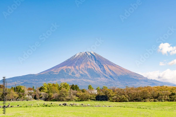 Fototapeta 静岡県富士宮市朝霧高原　富士山