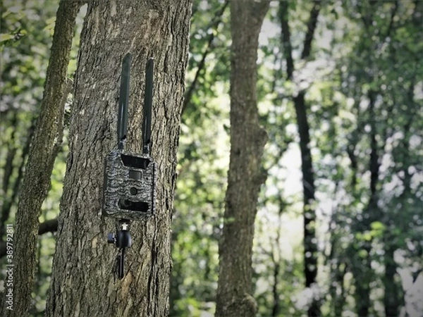 Obraz Trail Camera on Tree