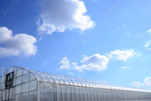 Fototapeta ビニールハウス