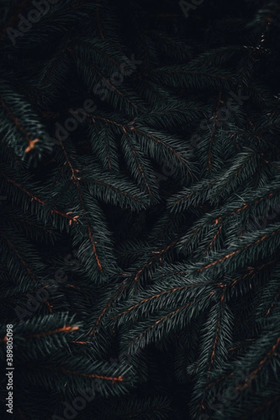 Fototapeta christmas tree branches