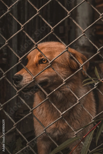 Fototapeta dog in cage