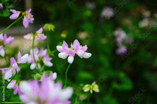 Fototapeta Close up, macro. Crownvetch or Securigera varia (Coronilla varia) or purple crown vetch. Flowering field plants.