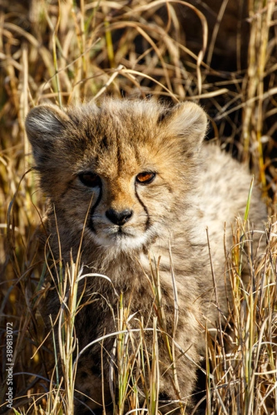 Obraz Cheetah cub