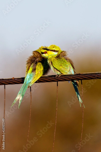 Obraz Swallow-tailed Bee-eater