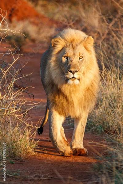 Obraz Male Lion