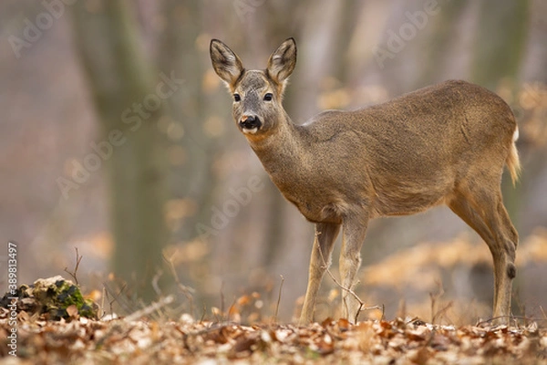 Fototapeta Disturbed roe deer doe, capreolus capreolus, standing in autumn forest. Wild female mammal looking to the camera in woodland in fall. Brown animal staring in wilderness.