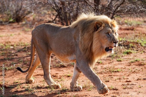 Obraz Male Lion