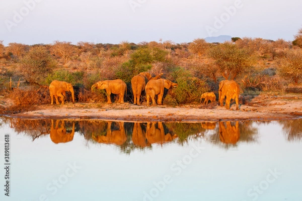 Obraz African Elephant