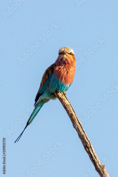 Obraz Lilac breasted Roller
