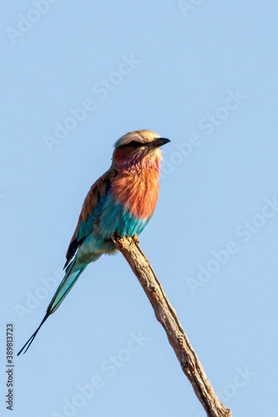 Obraz Lilac breasted Roller