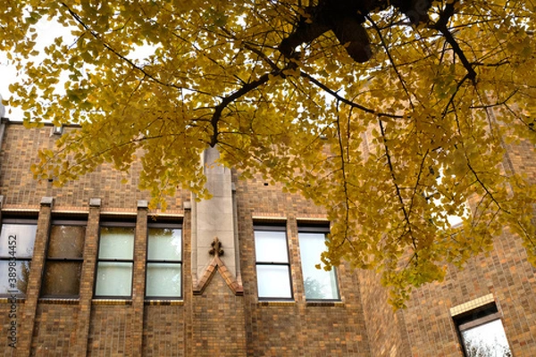 Obraz 東京大学本郷キャンパスの洋館と銀杏の紅葉風景