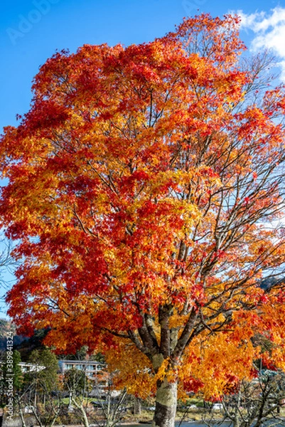 Fototapeta 紅葉　中禅寺湖