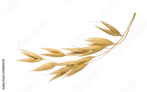 Obraz Oat plant isolated on white without shadow clipping path