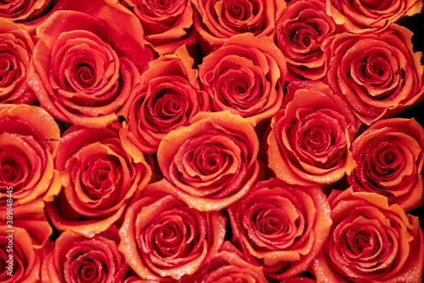 Fototapeta 薔薇の生花