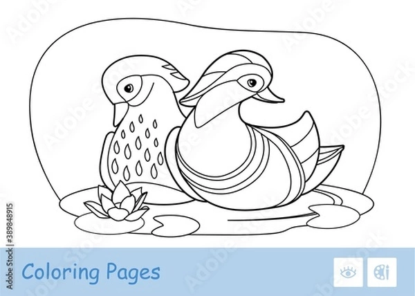 Fototapeta Colorless vector contour image of two mandarin ducks floating on a forest river isolated on white background. Birds-related preschool kids coloring book illustrations and developmental activity