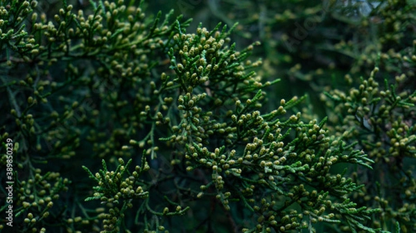 Fototapeta Beautiful Blossoming Juniper Virgin Fall