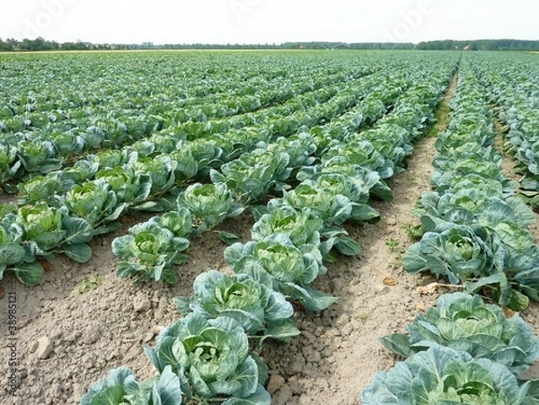 Fototapeta A field with rows of cabbage (brassica olerocea)