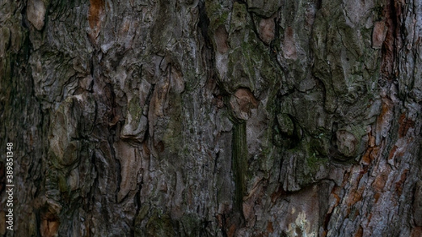 Fototapeta Beautiful old tree bark close-up