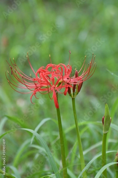 Fototapeta ヒガンバナ