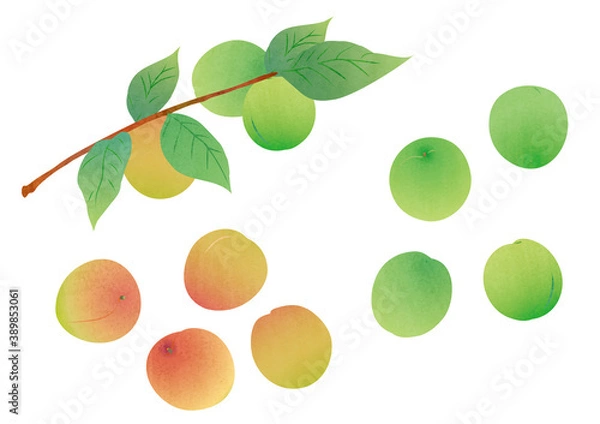 Obraz いろんな梅の素材イラスト