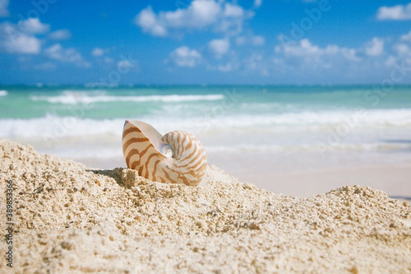 Fototapeta nautilus sea shell on golden sand beach in  soft sun light
